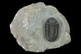 Detailed Morocops Trilobite - Ofaten, Morocco #137556-2